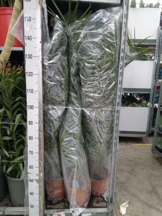 <h4>Phoenix canariensis</h4>