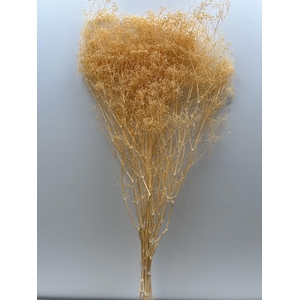 GESTABILISEERD GYPS MILLION STAR APRICOT