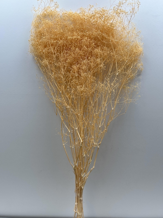 <h4>GESTABILISEERD GYPS MILLION STAR APRICOT</h4>