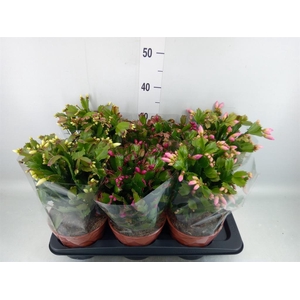Schlumbergera   ...
