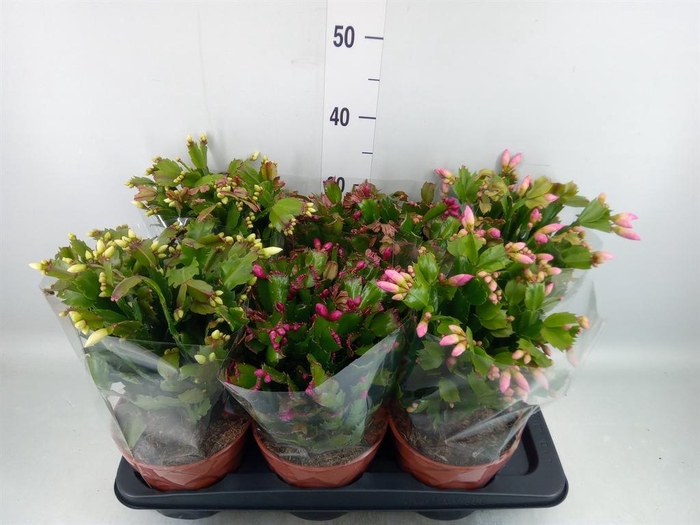 <h4>Schlumbergera   ...</h4>