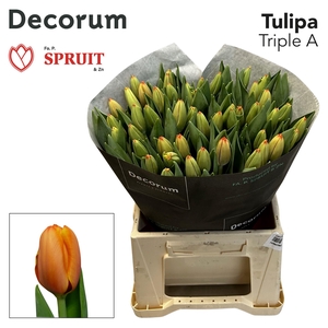 TU EN TRIPLE A Buiten