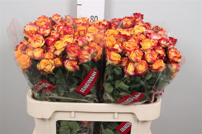 <h4>R Tr Land Of Fire</h4>