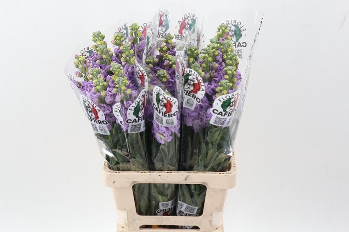 <h4>Matth Iron Marine</h4>