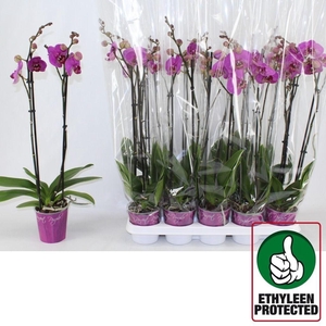 .Phalaenopsis street spirit
