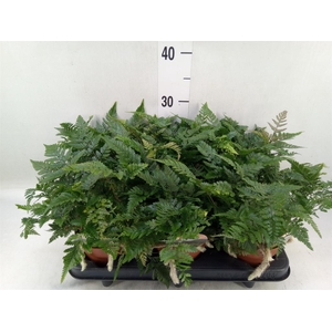 Humata griffithiana var. tyermannii