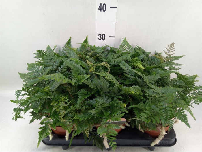 <h4>Humata griffithiana var. tyermannii</h4>