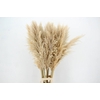 DF Pampas 140cm Natural Cream