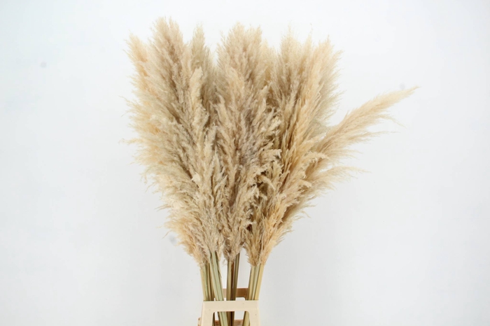 DF Pampas 140cm Natural Cream