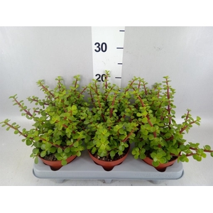 Portulacaria afra