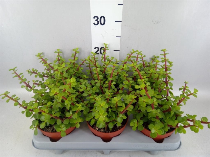 <h4>Portulacaria afra</h4>