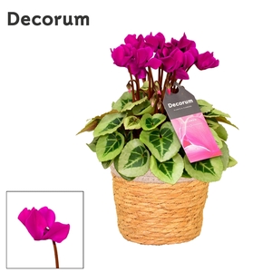 Cyclamen SS Picasso Paars in S. Basket
