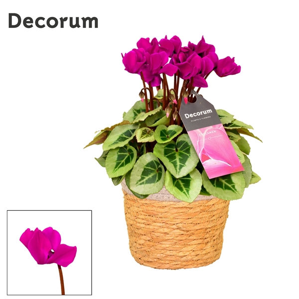 <h4>Cyclamen SS Picasso Paars in S. Basket</h4>