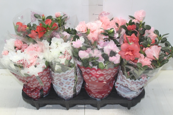 <h4>AZALEIA P14</h4>