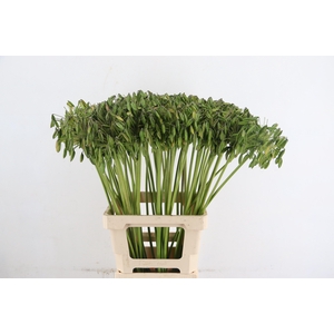 AGAP SEEDS