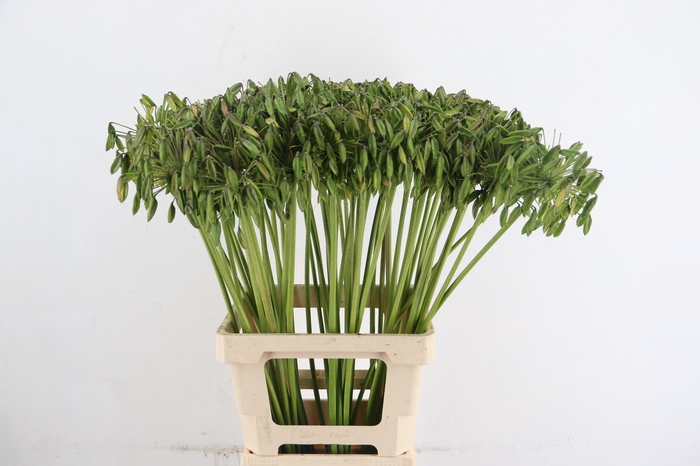 <h4>AGAP SEEDS</h4>