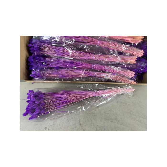 <h4>Df Phalaris Bs Purple 100g</h4>