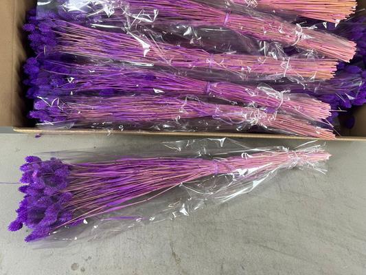 Df Phalaris Bs Purple 100g