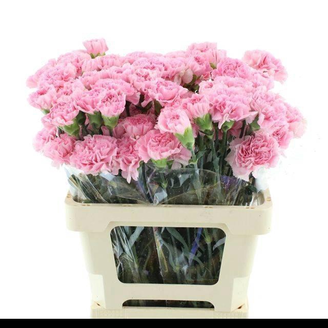 <h4>DI ST JULIA</h4>