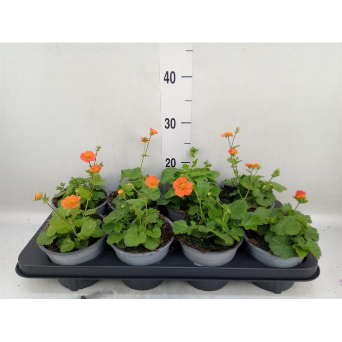 <h4>Geum rivale</h4>