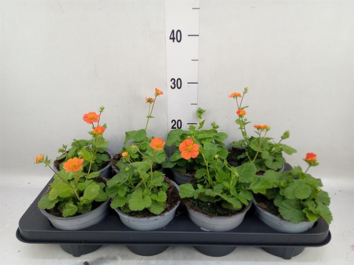 <h4>Geum rivale</h4>