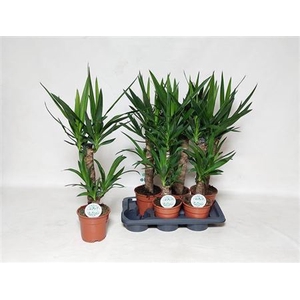 Yucca