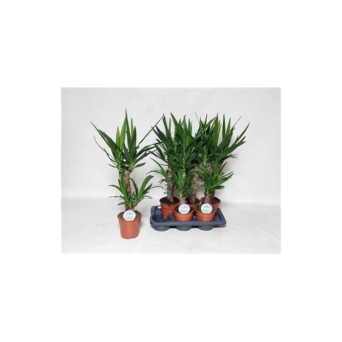 <h4>Yucca</h4>