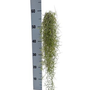 Tillandsia usneoides green medium x12