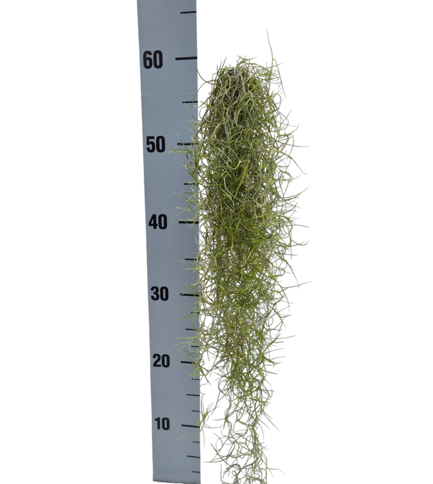 <h4>Tillandsia usneoides green medium x12</h4>