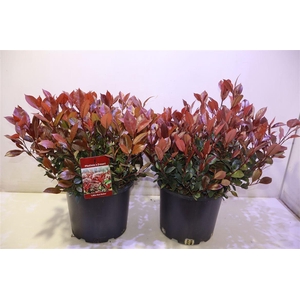 Phot Fr Litt Red Rob