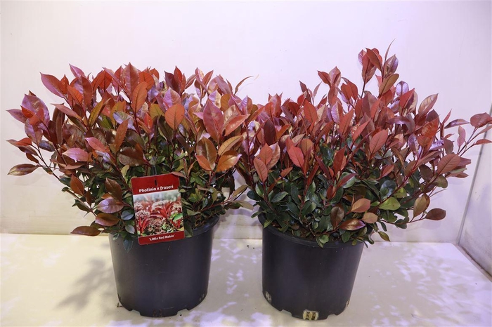 <h4>Phot Fr Litt Red Rob</h4>