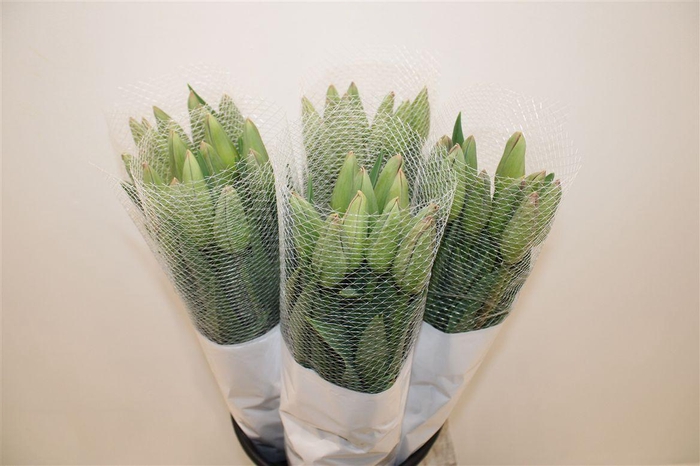 <h4>Tu Fr En Romaine</h4>