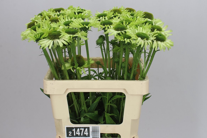 <h4>Echinacea Purpurea Green Jewel</h4>