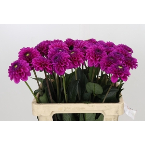 Dahlia Purple Fox