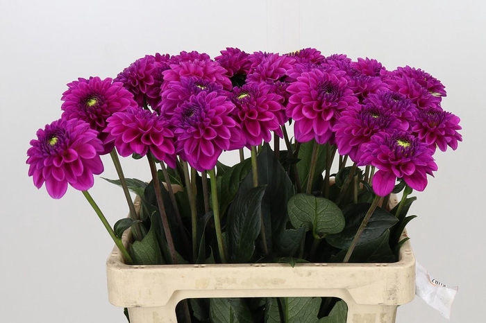 <h4>Dahlia Purple Fox</h4>