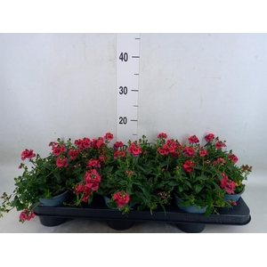 Diascia  'FlyColors Trail Red'