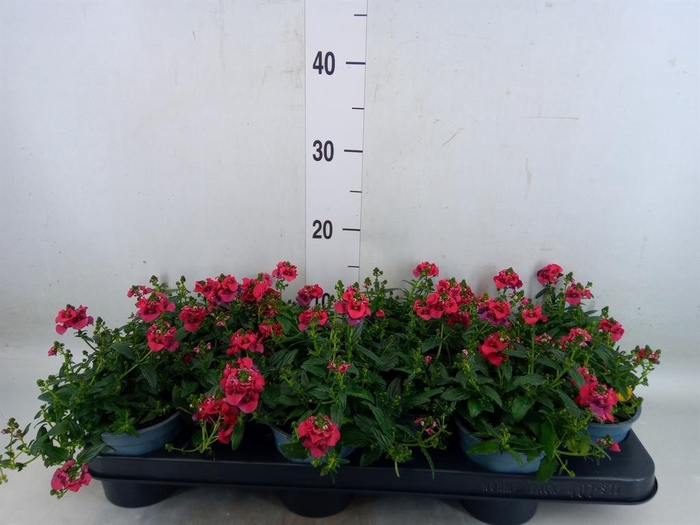 <h4>Diascia  'FlyColors Trail Red'</h4>