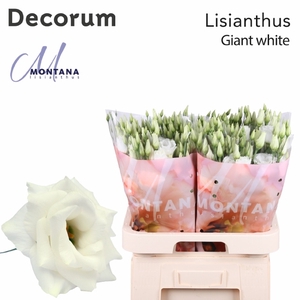 Eust Arena Giant White Montana