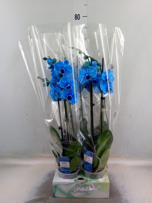 <h4>Phalaenopsis   ...</h4>