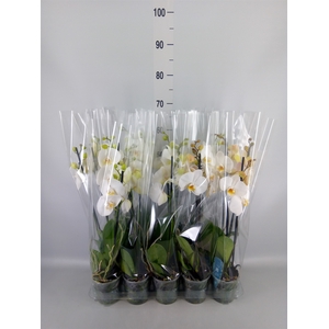 Phalaenopsis   ...