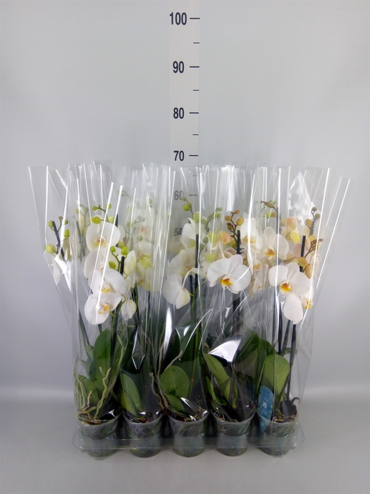 <h4>Phalaenopsis   ...</h4>