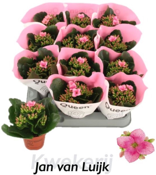 <h4>Kalanchoe Else Flowers Andy</h4>