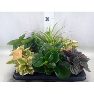 Planten  ..mix
