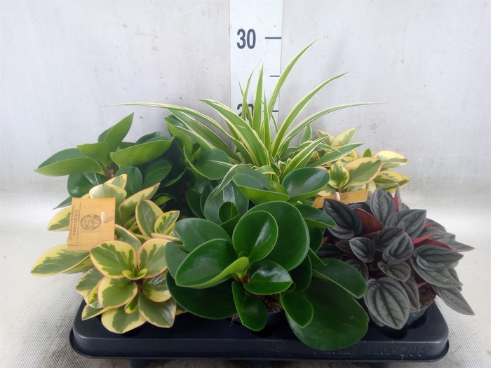 <h4>Planten  ..mix</h4>