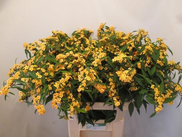 <h4>EUPH F T COGNAC BARO</h4>