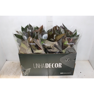 ANTHURIUM BEAUTY BLACK P15
