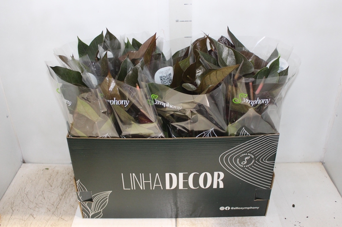 <h4>ANTHURIUM BEAUTY BLACK P15</h4>