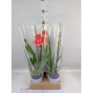 Burrageara  'Nelly Isler'