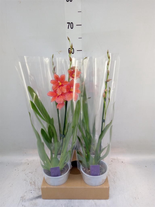 <h4>Burrageara  'Nelly Isler'</h4>