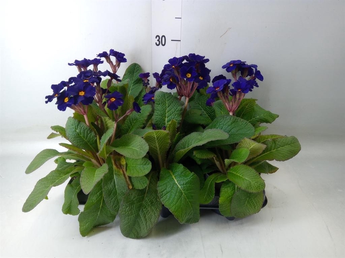 <h4>Primula elat. 'Stella Blau'</h4>